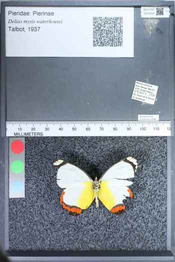 Media type: image;   Entomology 74556